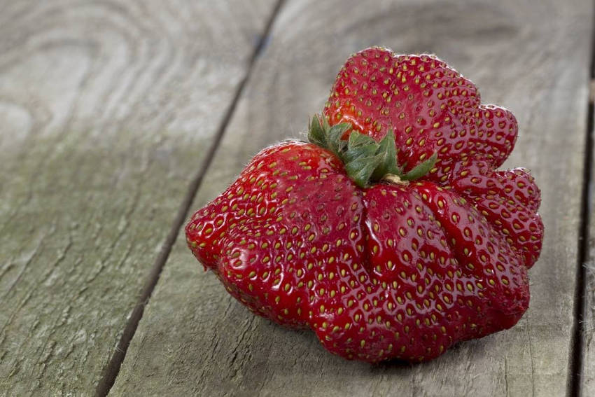 fasciation strawberry